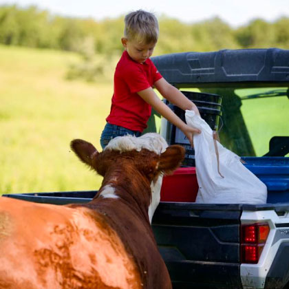 A child lifting a bag in the back of farm equipment while a cow watches