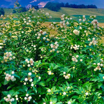 A large flower-covered bush with a scenic hill in the background