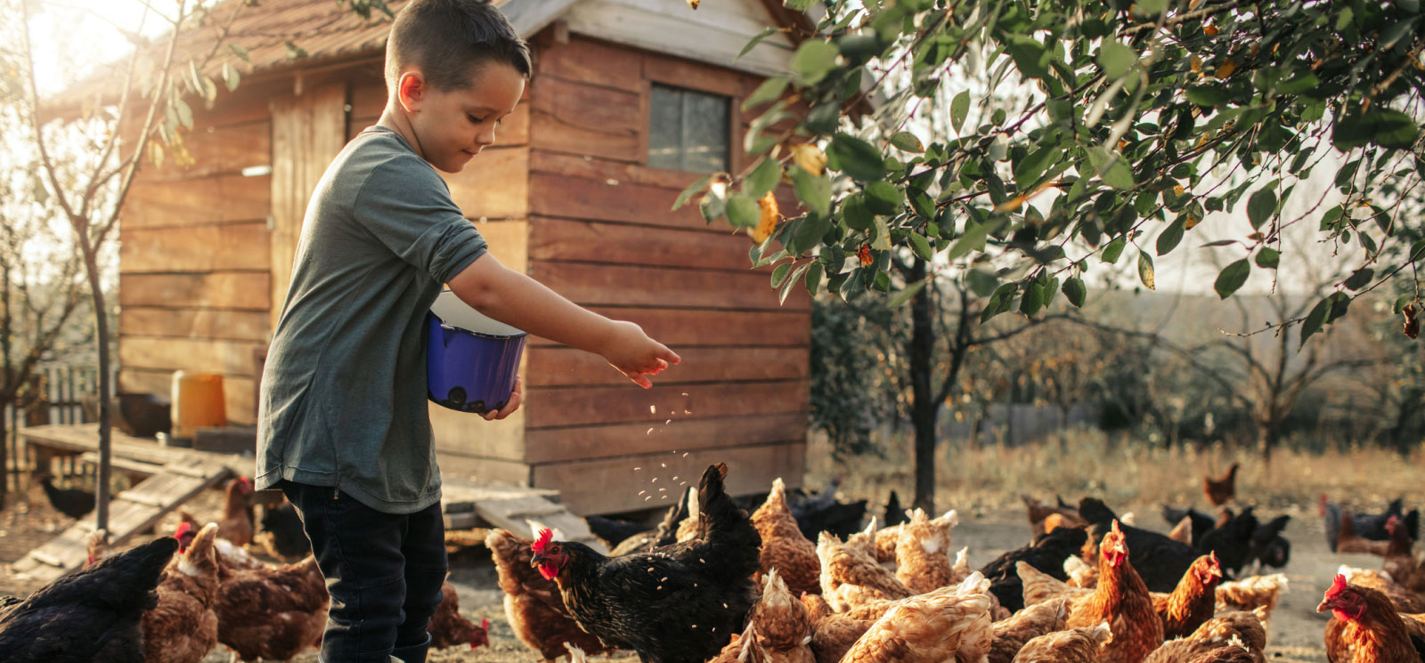 Young boy feeding chickens