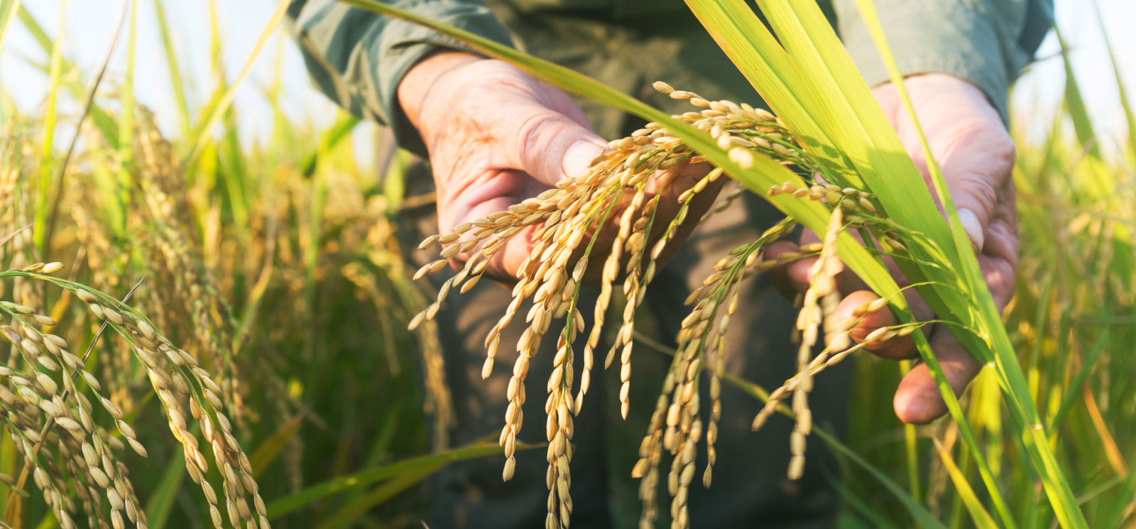 Close-up of a hand inspecting wheat crop