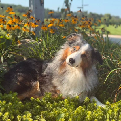 An Australian Shepherd dog outside surrounded by flowers